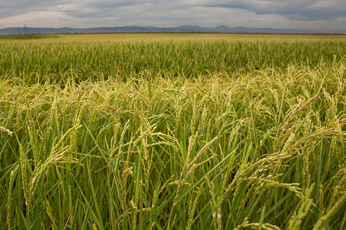 Colusa County Rice Field