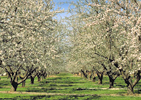 Fresno Blossom Trail Orchard