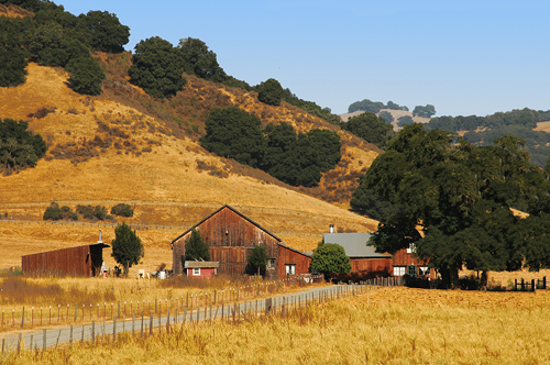 California Farm in Summer