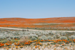 California Poppy Preserve