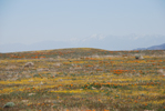 California Poppy Preserve