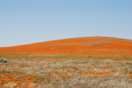 California Poppy Preserve