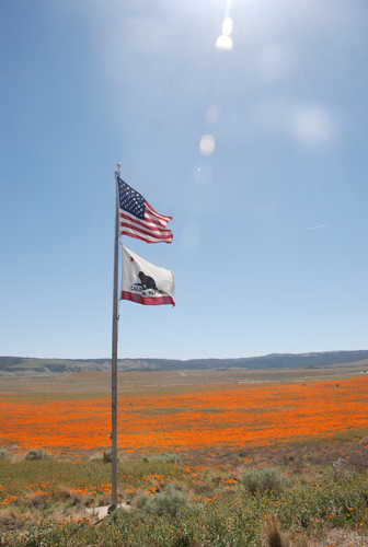 California Poppy Preserve